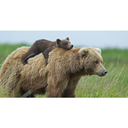 mother-bear-cubs-animal-parenting-fb2.png mother-bear-cubs-animal-parenting-fb2.png
