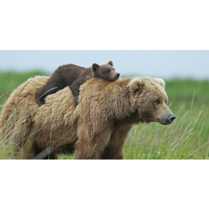 mother-bear-cubs-animal-parenting-fb2.png